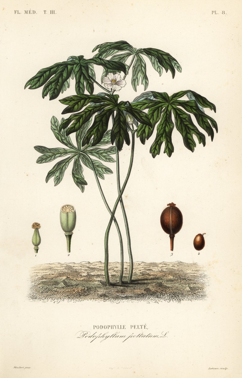 Maiapfel, Podophyllum peltatum von Unbekannt