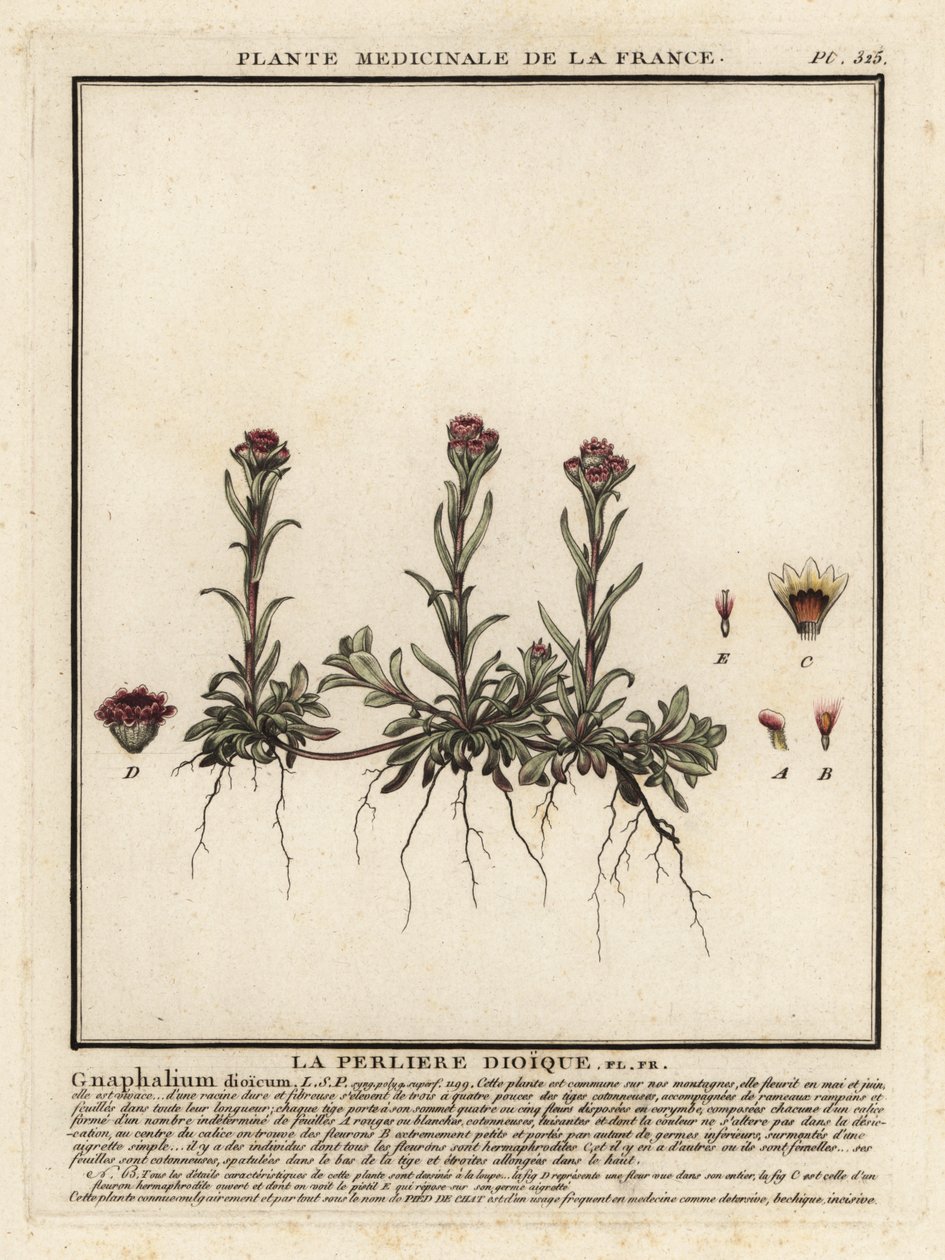 Berg-Silbermantel, Antennaria dioica von Unbekannter Künstler
