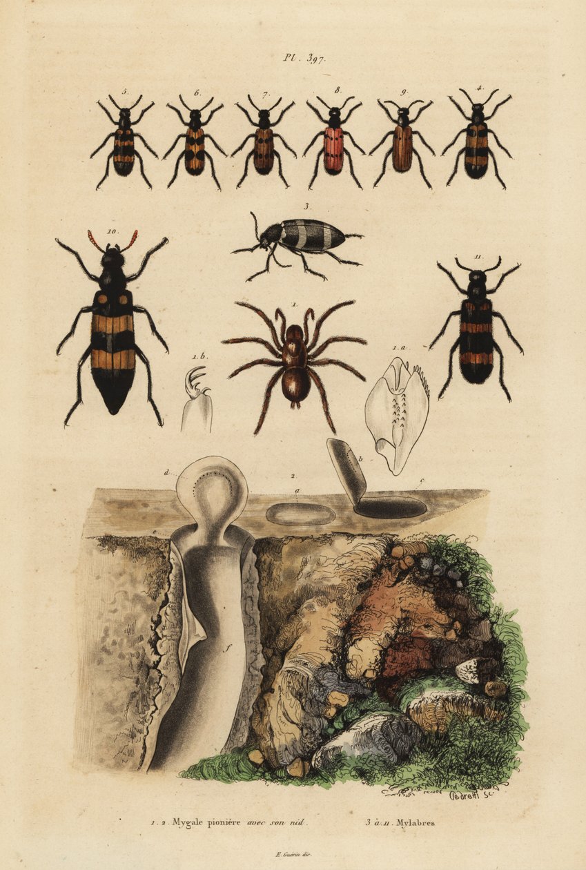 Mygalomorphe Falltürspinne und ihr Nest, und Käfer, Mylabris-Arten von Unbekannt