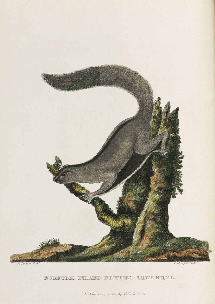 Norfolk-Insel-Flughörnchen, Australien, ca. 1788 von Unbekannter Künstler