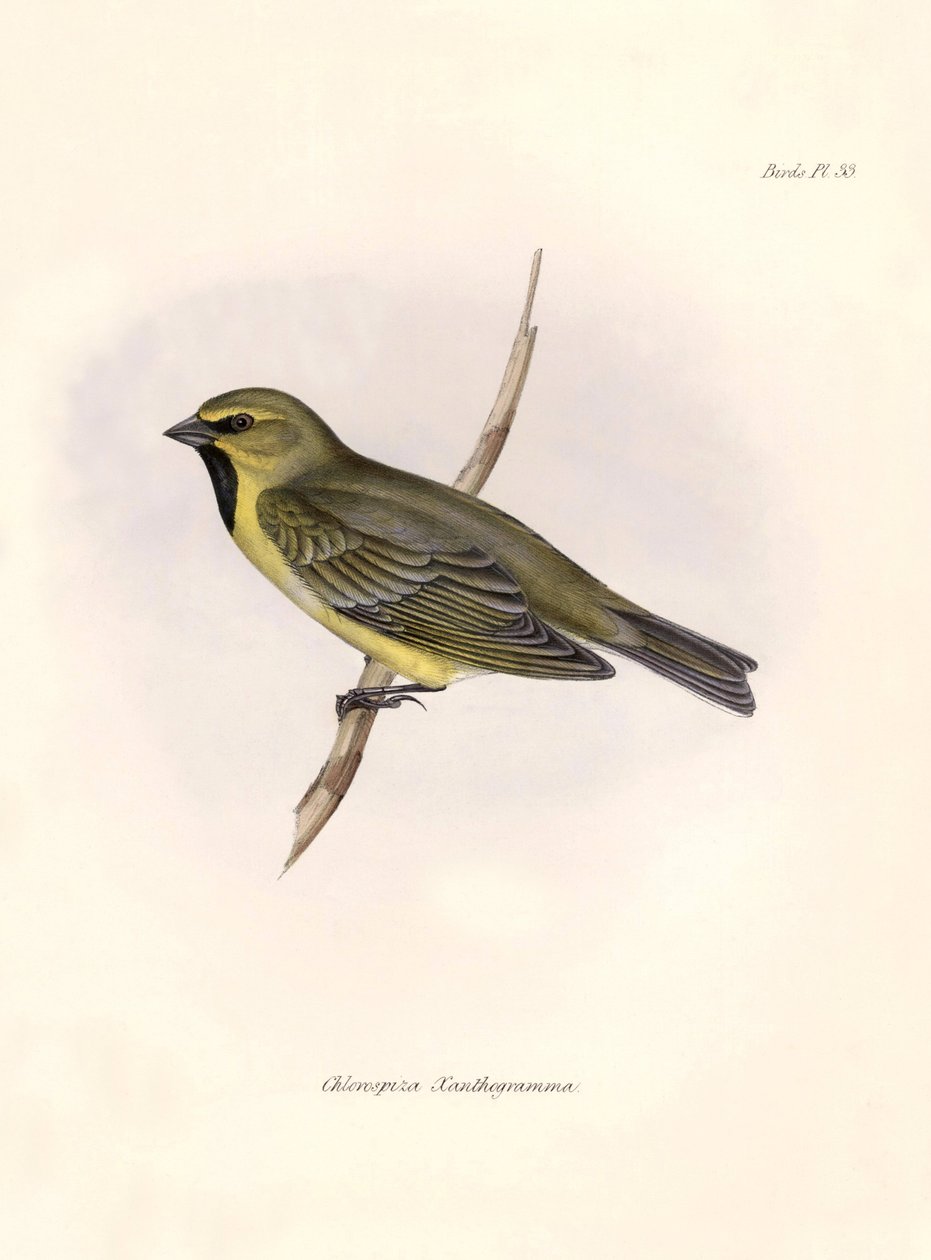 Ornithologie: Chlorospiza xanthogramma, Beschreibung eines Sperlings von Charles Darwin (1809-1882) während seiner Expedition an Bord der Beagle. Tafel aus Die Zoologie der Reise der H.M.S. Beagle. Flug. III, Vögel beschrieben von John Gould von Unbekannter Künstler