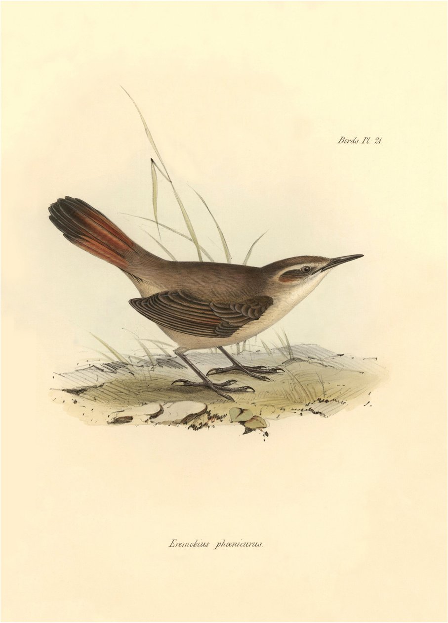 Ornithologie: „Eremobius phoenicurus“ beschrieben von Charles Darwin während seiner Expedition an Bord der Beagle. Tafel aus „The zoology of the voyage of H.M.S. Beagle. Flight. III, Birds described by John Gould, with notice of their habits by Charles Dar von Unbekannter Künstler