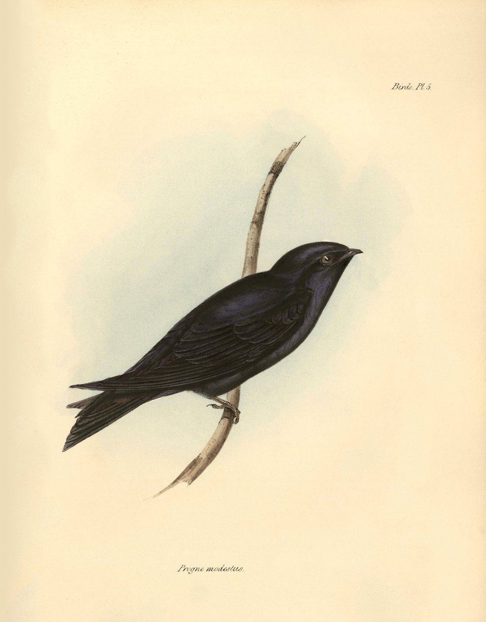 Ornithologie: „Progne modestus“ der Schwalben-Familie beschrieben von Charles Darwin während seiner Expedition an Bord der Beagle. Tafel aus „The zoology of the voyage of H.M.S. Beagle. Flight. III, Birds described by John Gould, with notice of their habit von Unbekannter Künstler
