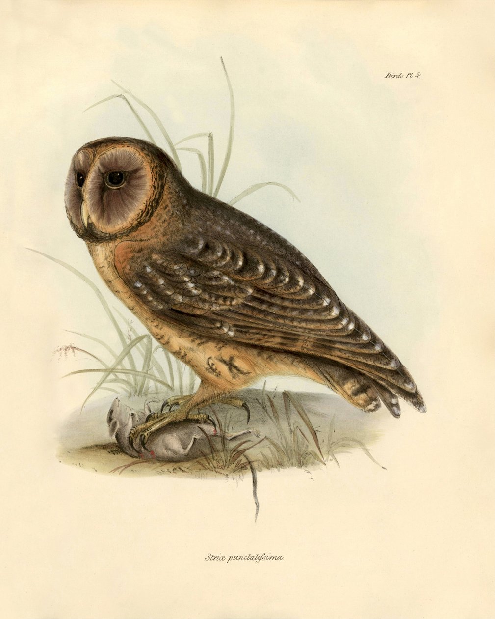 Ornithologie: „Strix punctatissima“ Eule beschrieben von Charles Darwin (1809-1882) während seiner Expedition an Bord der Beagle. Platte aus „Birds described by John Gould, with notice of their habits by Charles Darwin von Unbekannter Künstler