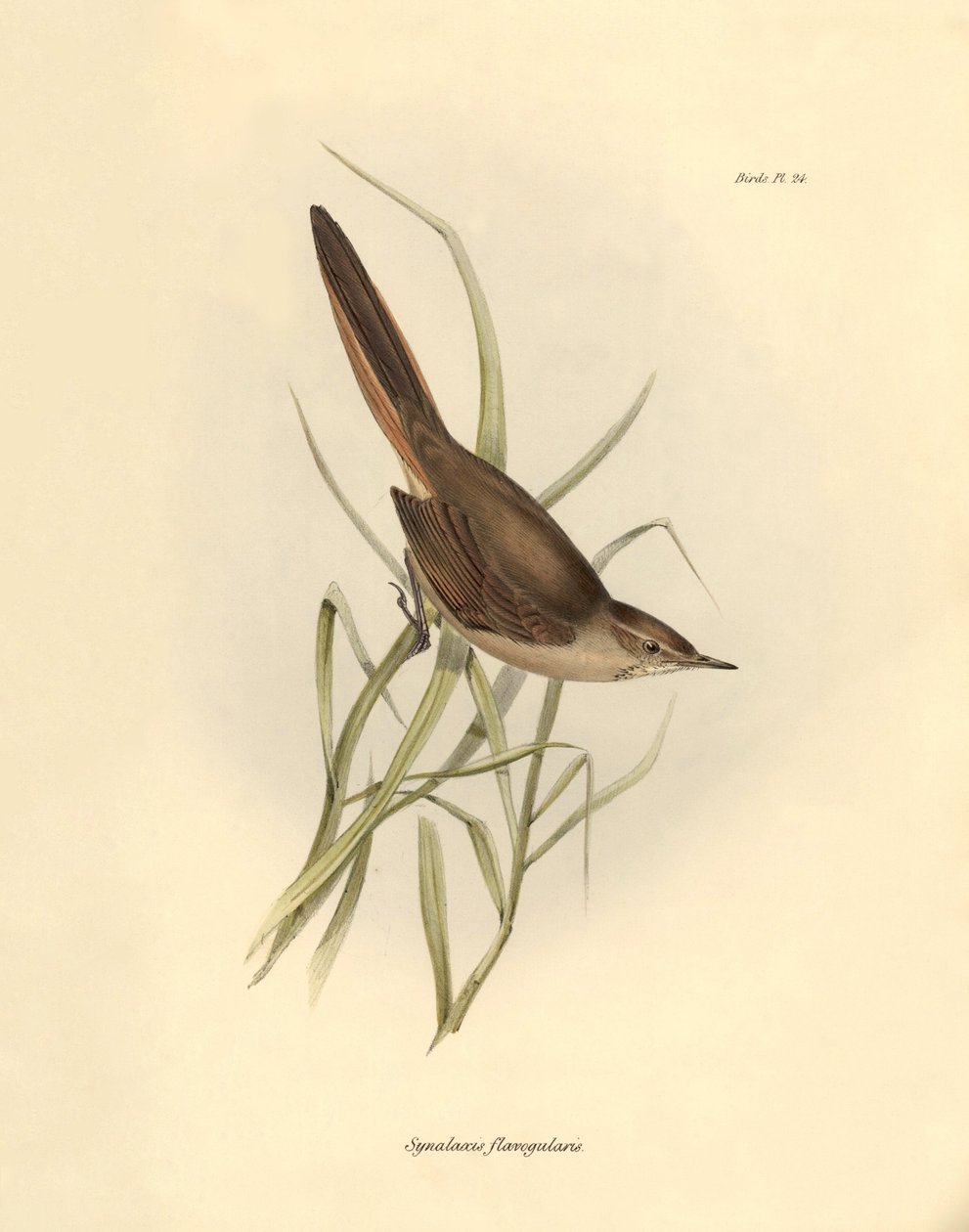 Ornithologie: „Synallaxis rufogularis“ beschrieben von Charles Darwin während seiner Expedition an Bord der Beagle. Tafel aus „The zoology of the voyage of H.M.S. Beagle. Flight. III, Birds described by John Gould, with notice of their habits by Charles Da von Unbekannter Künstler