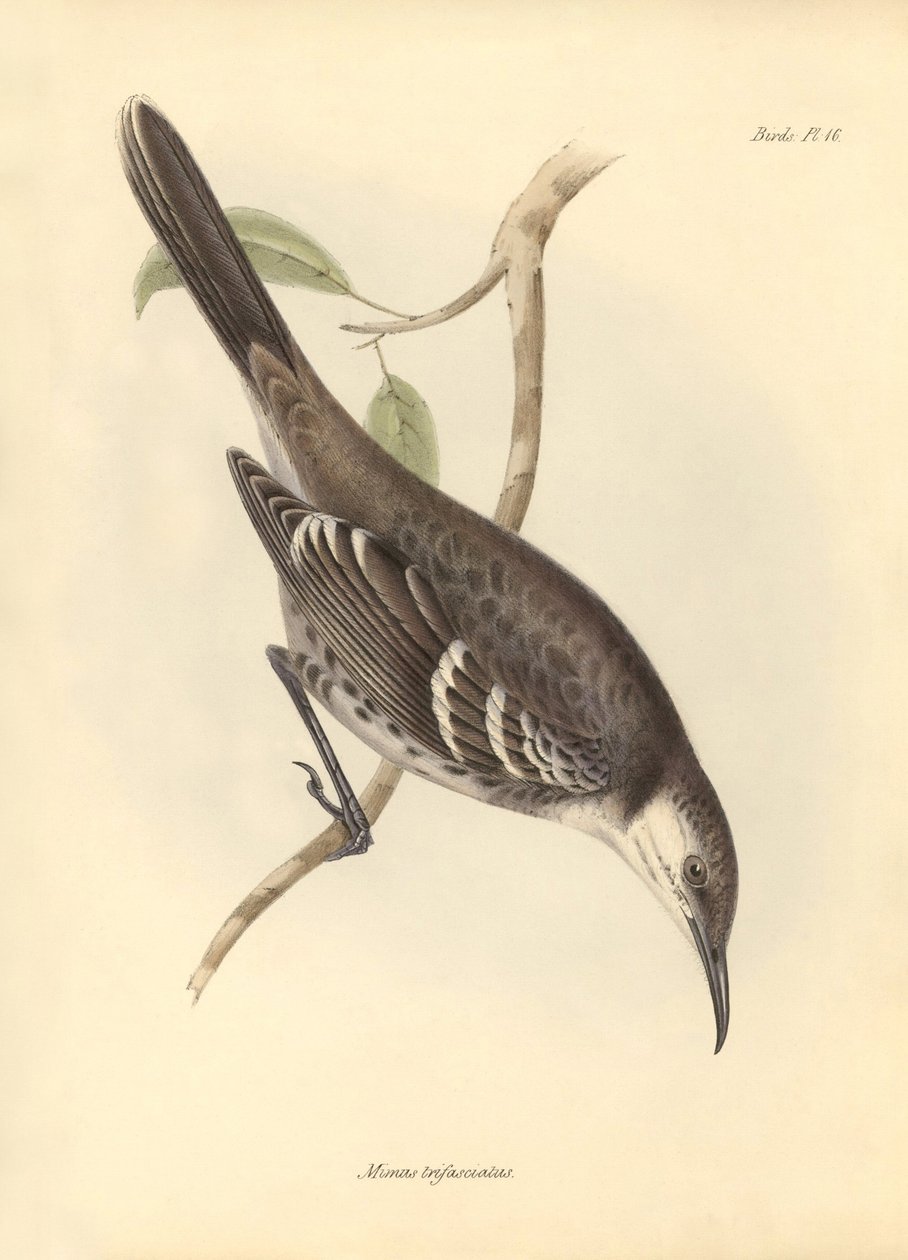Ornithologie: Der „Mimus trifasciatus“ der Spottdrossel-Familie beschrieben von Charles Darwin während seiner Forschungsreise an Bord der Beagle. Tafel aus „The Zoology of the voyage of H.M.S. Beagle under the command of Captain Fitzroy during the years 18 von Unbekannter Künstler