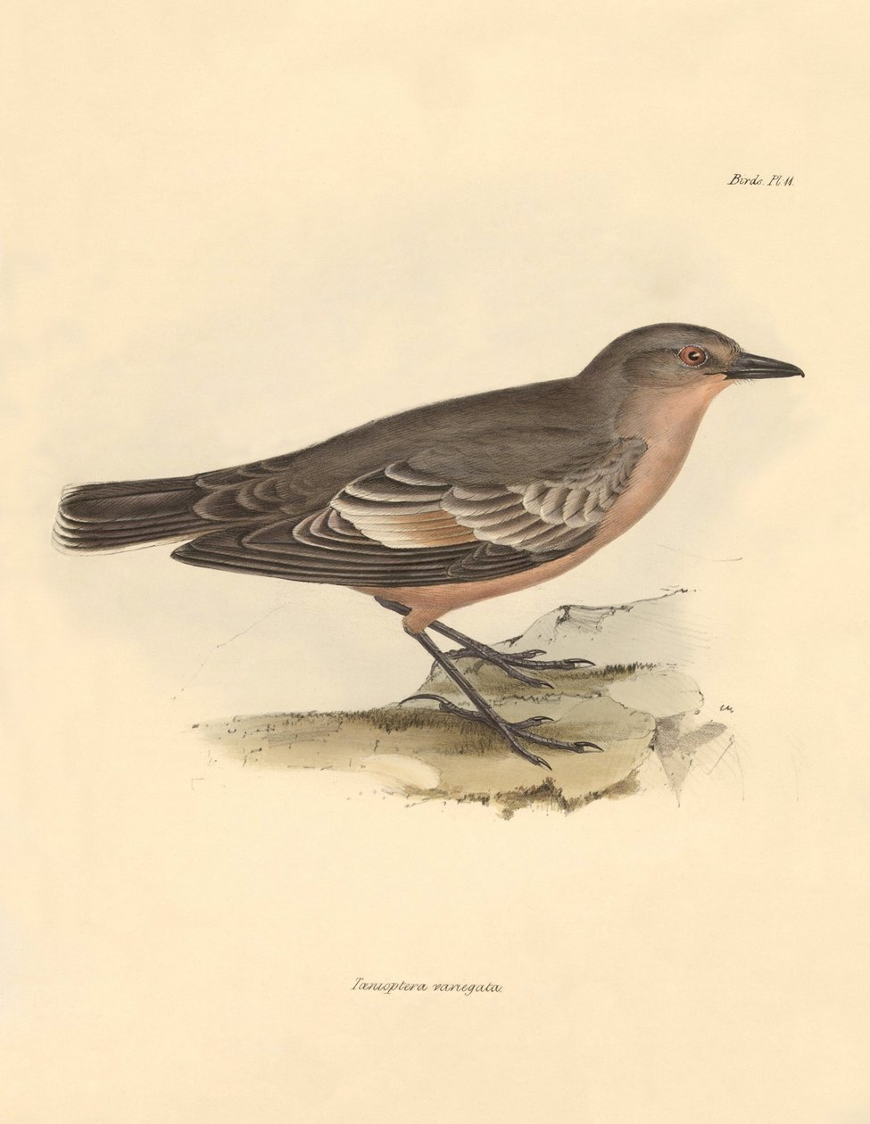 Ornithologie: Die „Taenioptera variegata“ beschrieben von Charles Darwin während seiner Erkundungsreise an Bord der Beagle. Tafel aus „The Zoology of the voyage of H.M.S. Beagle under the command of Captain Fitzroy during the years 1832 to 1836“ bearbeitet von Unbekannter Künstler