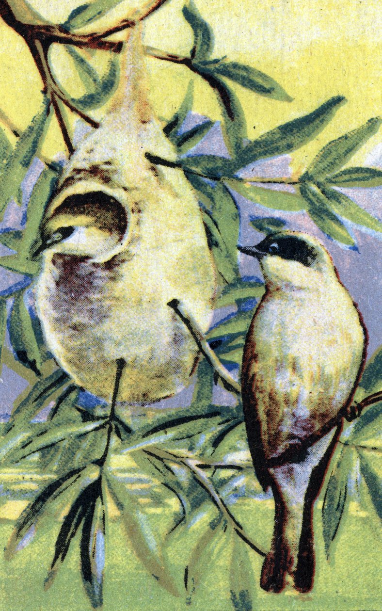 Ornithologie: Remiz (Remiz pendulinus) (Eurasische Beutelmeise) Chromolithographie 19. Jahrhundert Private Sammlung von Unbekannter Künstler