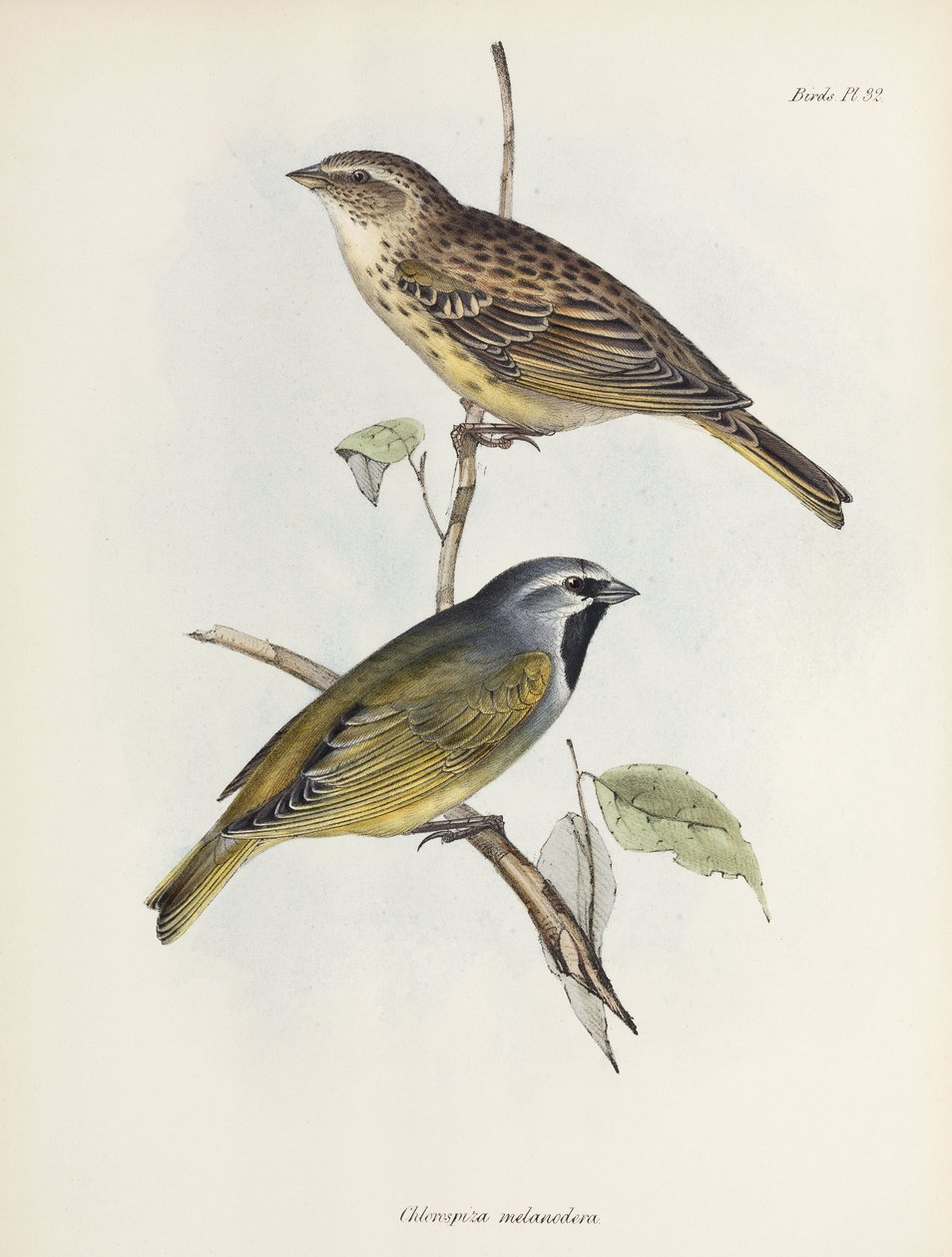 Paar Spatzen oder Finken, ca. 1832-1836 von Unbekannt