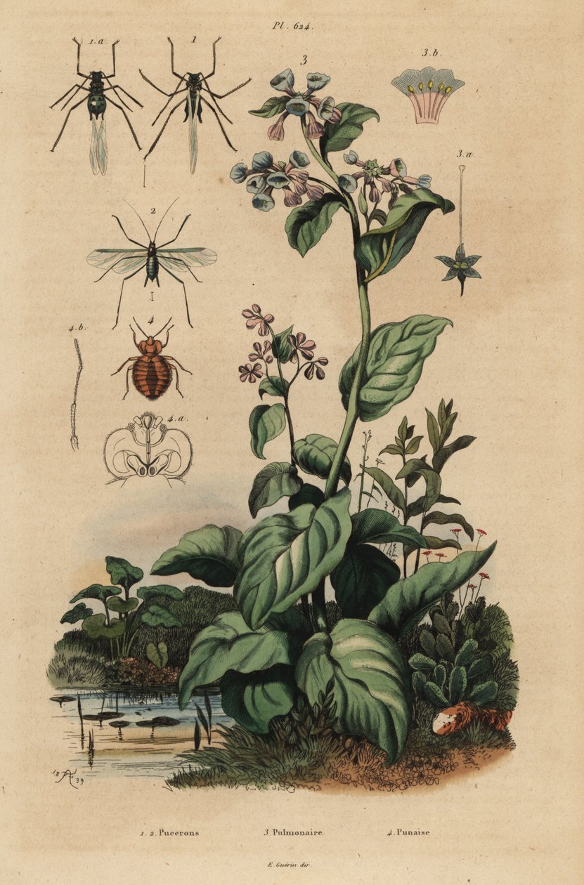 Pfirsichblattlaus, Myzus persicae 1, Rosenblattlaus, Macrosiphum rosae 2, Virginia-Blauglöckchen, Mertensia pulmonarioides 3, und Bettwanze, Cimex lectularius 4 von Unbekannt