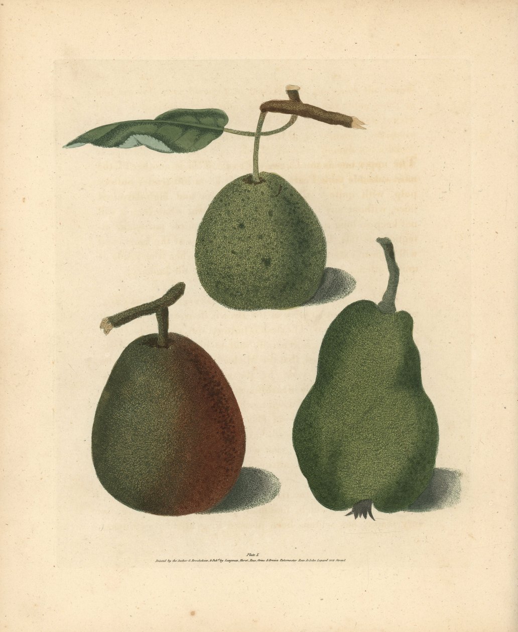 Birnensorten, Pyrus communis: Cressan, Gansell