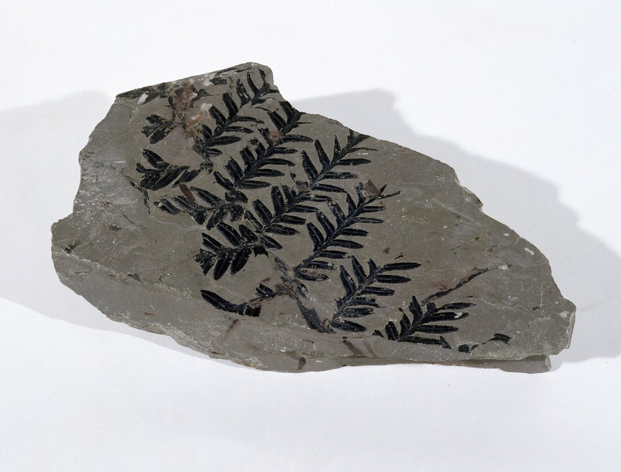 Pecopteris (Gymnosperm-Frond) gefunden in Camerton, Somerset, Oberkarbon von Unbekannt