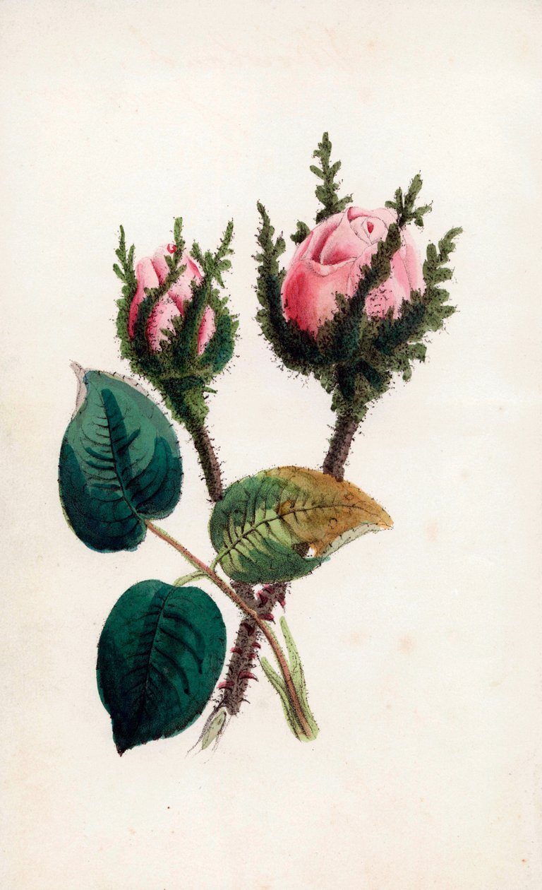 Moosrose, Rosa muscosa. Handkolorierter Stich von James Andrews für John Stevens Henslow