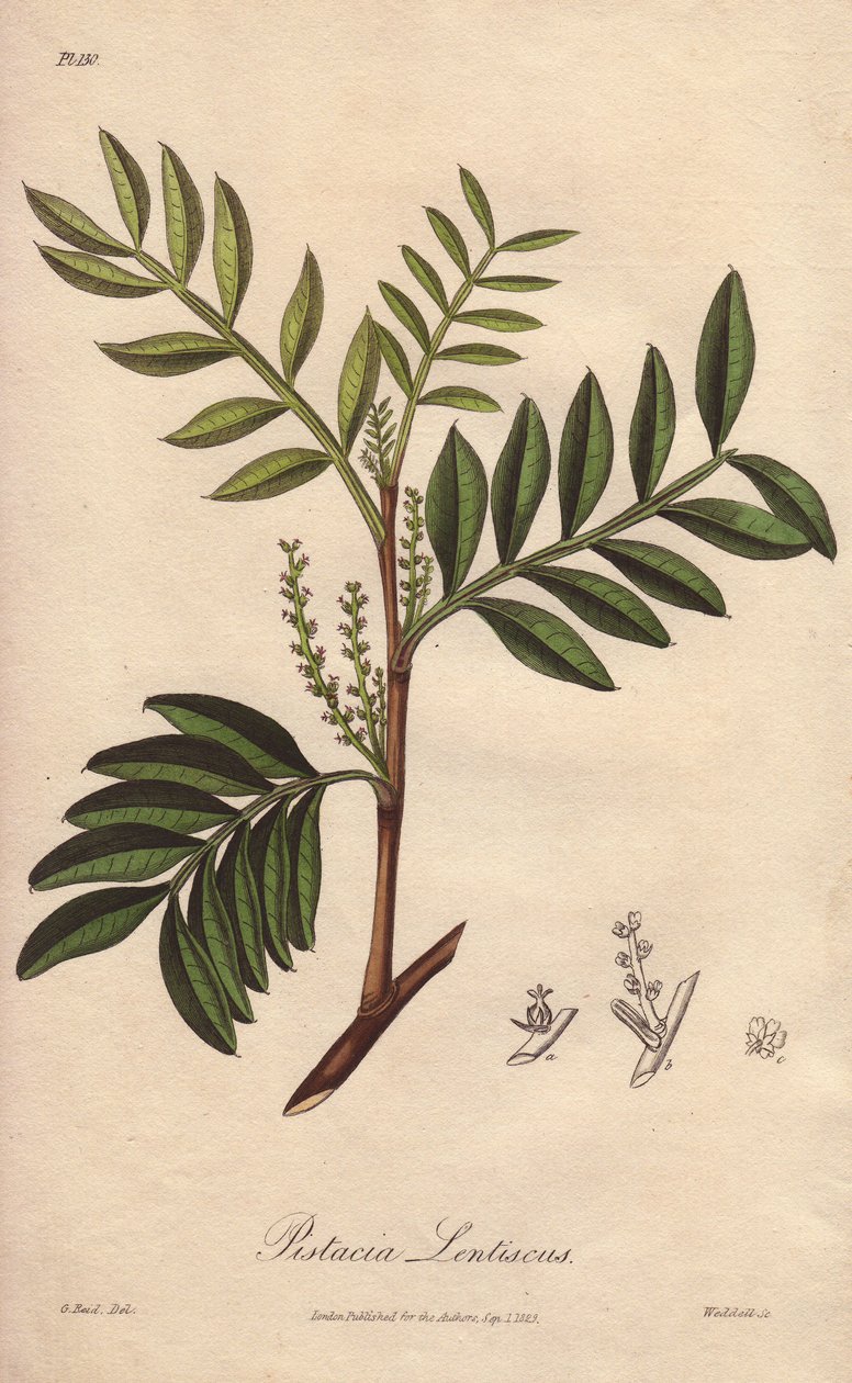 Pistacia lentiscus (Pistacia lentiscus) - Illustration aus „Medical Botanical, Description of the Medicinal Plants of London, Edinburgh and Dublin“ von John Stephenson und James Morss Churchill von Unbekannter Künstler