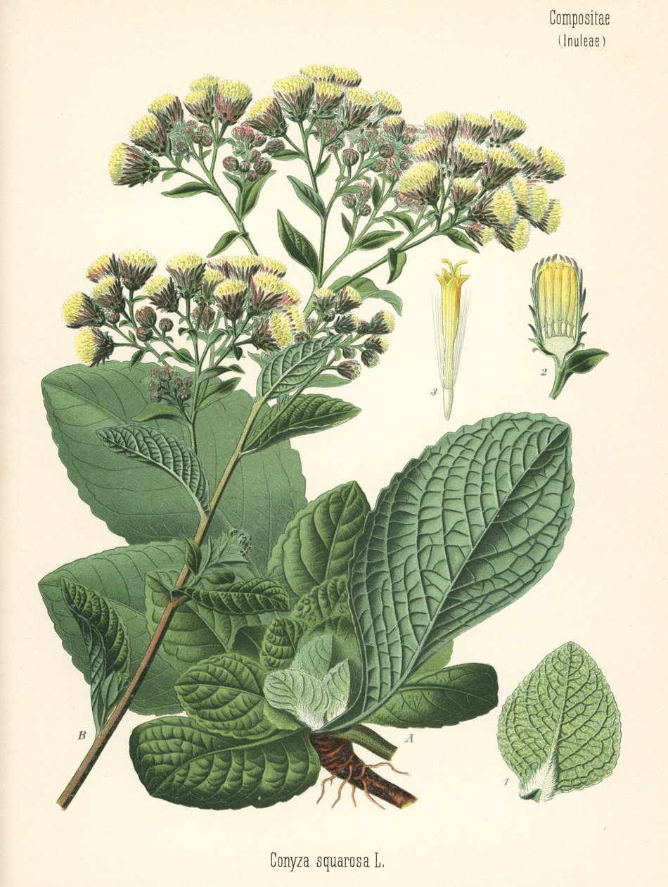 Alant, Inula conyza. Chromolithographie nach einer botanischen Illustration aus Hermann Adolph Koehlers Heilpflanzen, herausgegeben von Gustav Pabst, Koehler, Deutschland von Unbekannter Künstler