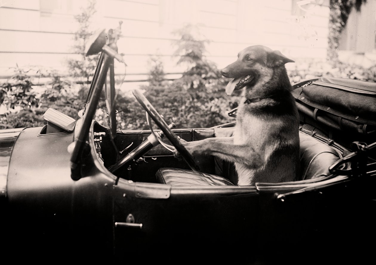 Preisgekrönter Polizeihund Alex am Steuer eines Autos von Alec Hunter