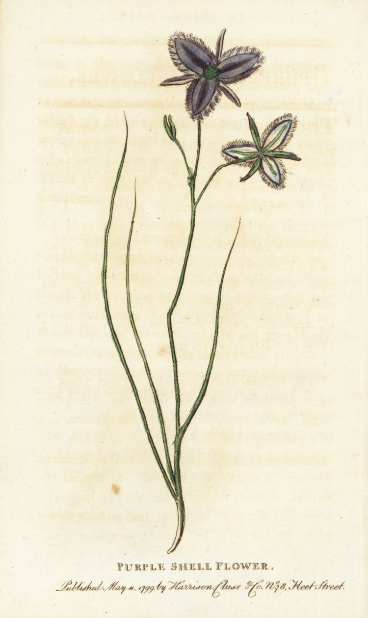 Purpurne Schalenblume aus New South Wales, Australien. Handkolorierter Kupferstich aus 