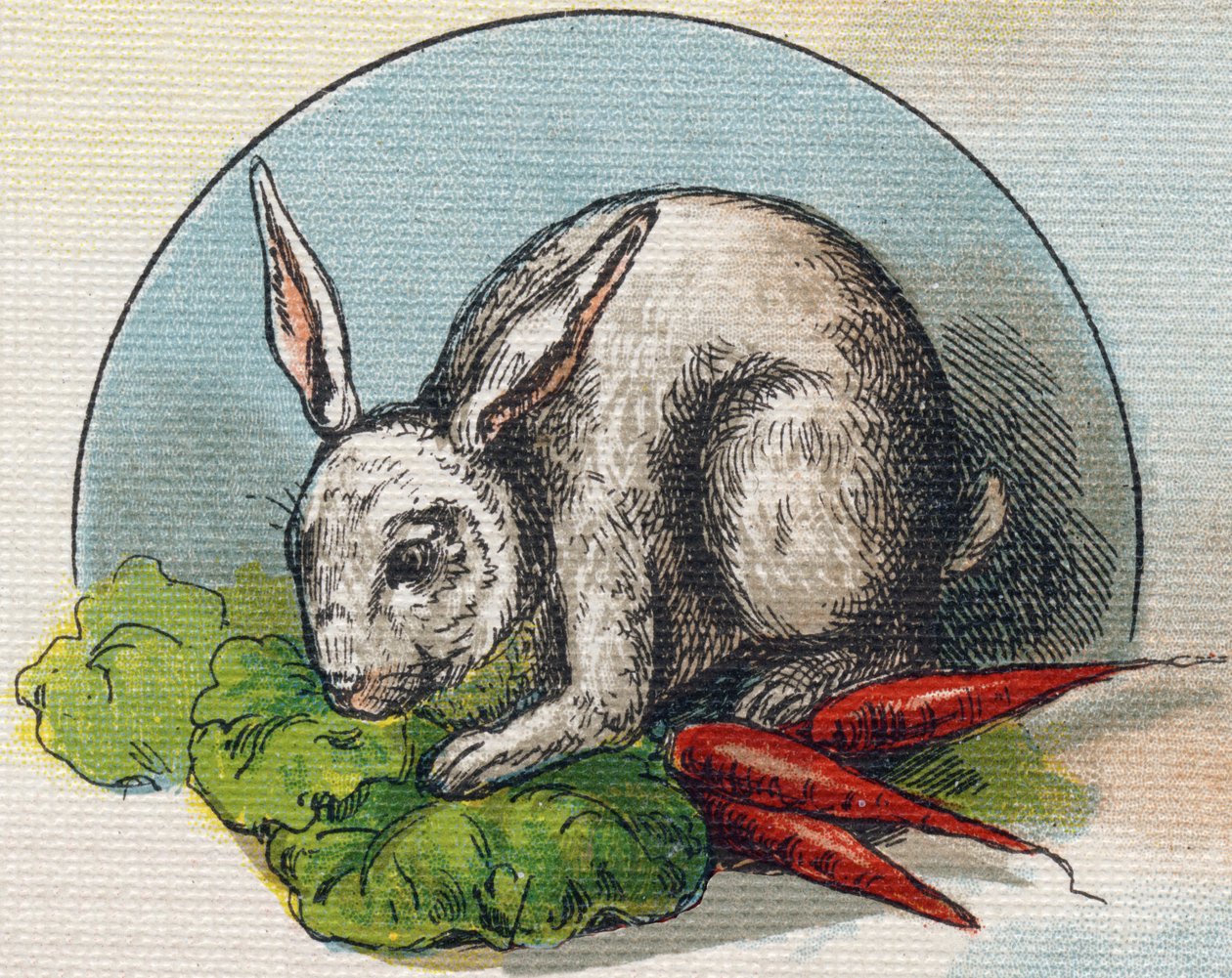 Kaninchen isst eine Karotte. Gravur in "Alphabet de ma petite fille". Bernardin-Bechet und Fils, Buchhändler-Verleger, Paris, um 1895. von Unbekannt