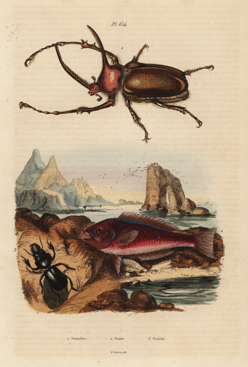 Nashorn-Skarabäus, Golofa porteri 1, Kretischer Papageifisch, Scarus creticus 2, und Scarites buparius Käfer 3 von Unbekannt