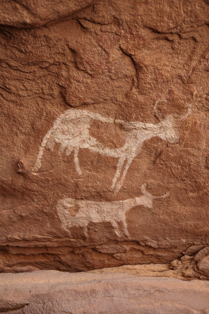 Felskunst, Vorgeschichte: Felsmalerei von zwei Kühen mit großen Hörnern (Langhorn) in einem verzierten Schutzraum im Uweinat-Massiv, Sudan (Karkur-Talh oder Karkur Talh). Zeitraum von 8000 bis 3000 v. Chr. Fotografie von Unbekannt