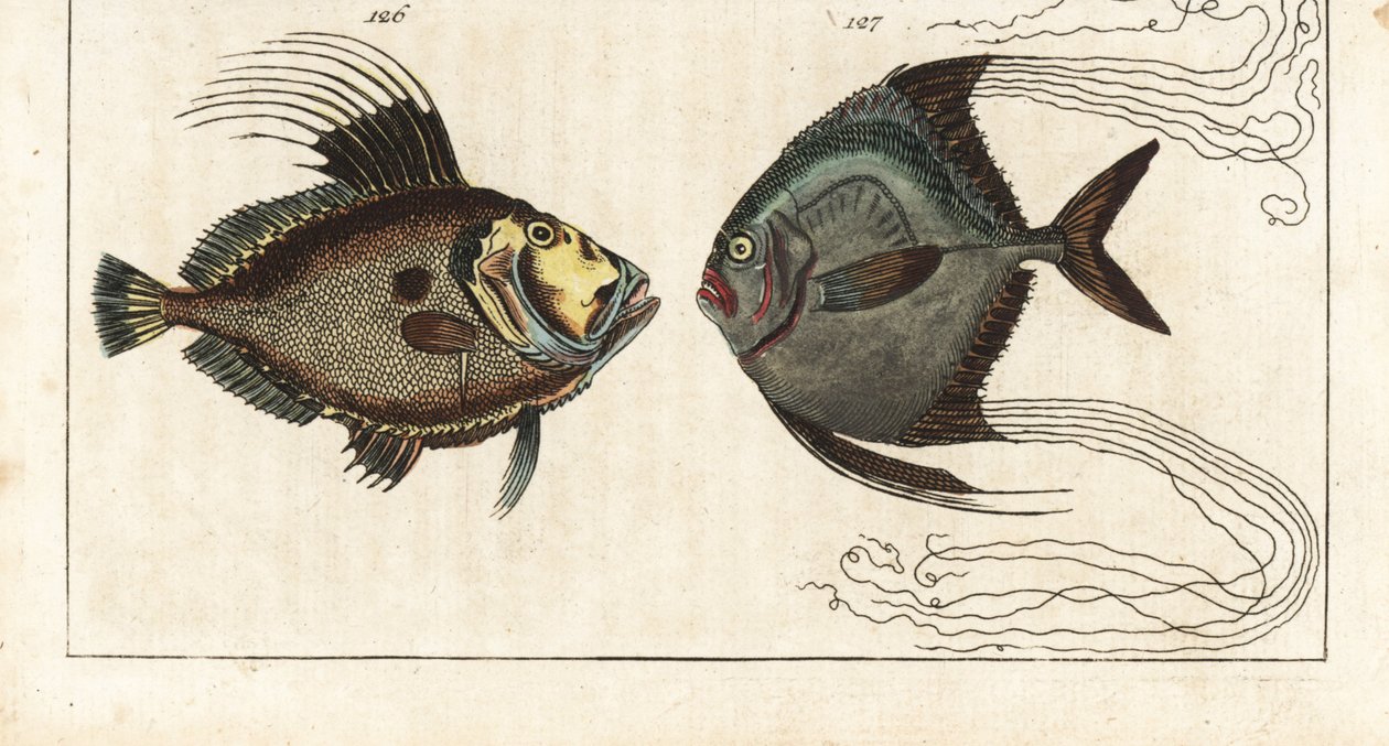 Petersfisch (oder Meereshenne, Doree oder Zee) - Afrikanischer Pompano, Alectis ciliaris 127. Handkolorierte Kupferstichgravur aus Gottlieb Tobias Wilhelms Enzyklopädie der Naturgeschichte: Fische von Unbekannter Künstler