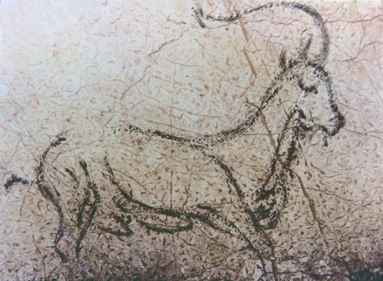 Spanische Ziege, Paläolithikum, ca. 40000-12000 v. Chr. von Unbekannter Künstler