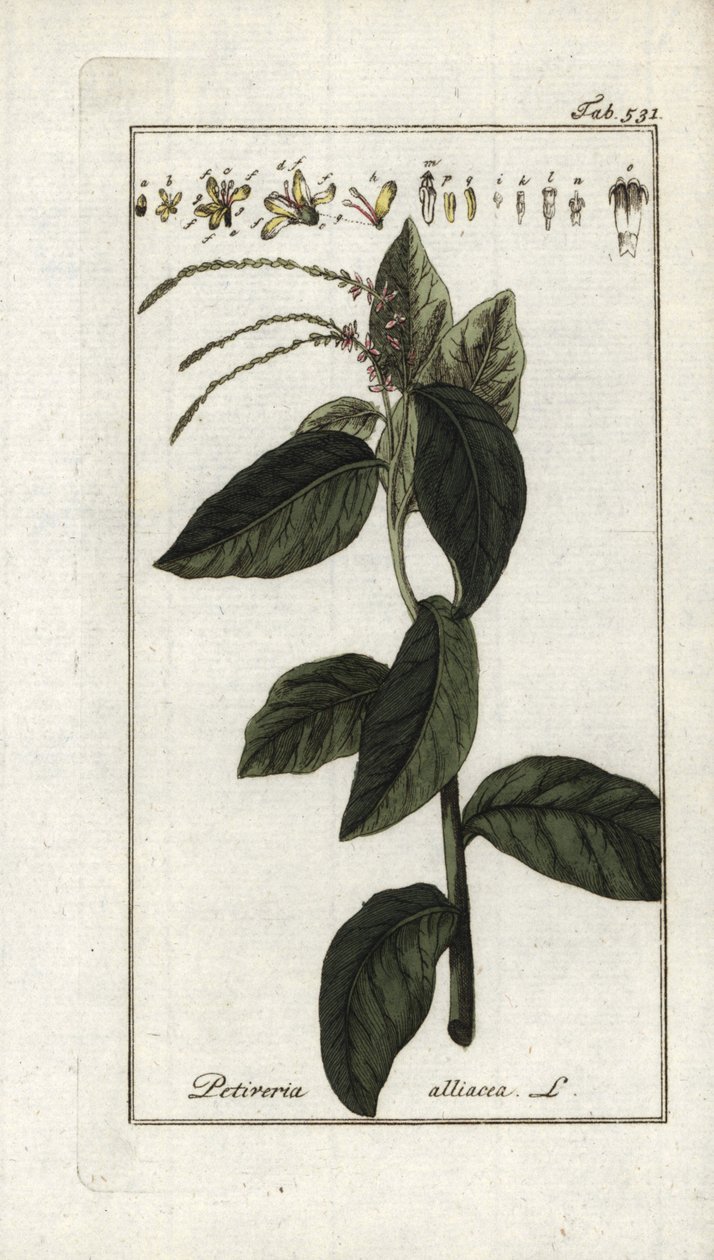 Stinkende Verbene (Petiveria alliacea). Lithographie aus „Afbeelding der Artseny-Gewassen“ von Johannes Zorn (1739-1799), Niederlande von Unbekannter Künstler
