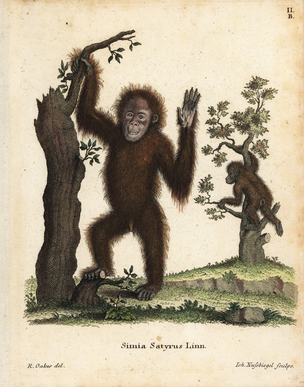 Sumatra-Orang-Utan, Pongo abelii. Kritisch gefährdet. Handkolorierter Kupferstich nach einer Illustration von R. Oakes aus Johann Christian Daniel Schreber