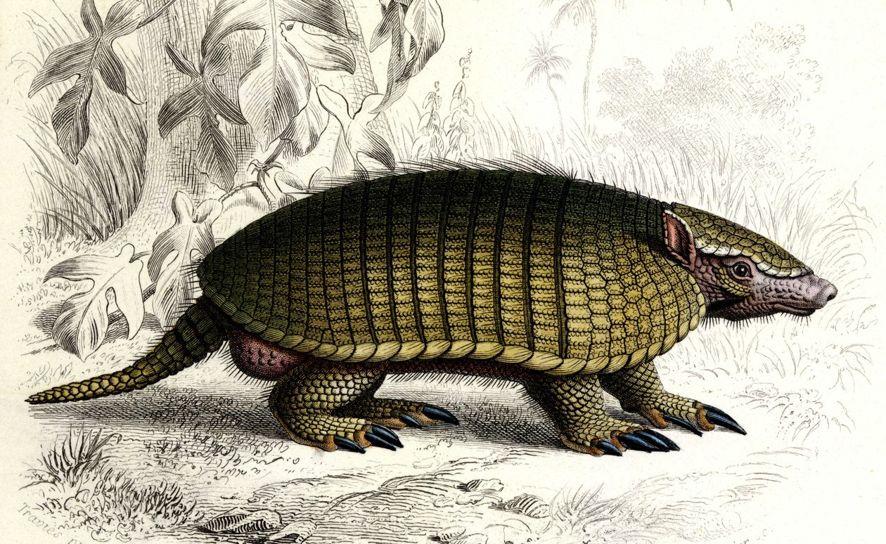 Tatou Encoubrt (Dasypus sexeinetus), zahnlose Säugetiere. In „Dictionnaire universel d