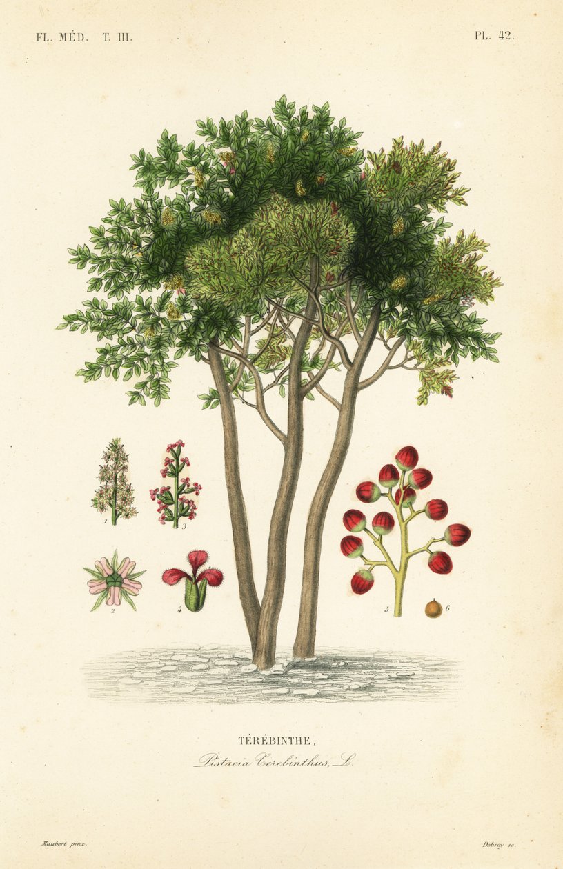 Terebinth oder Terpentinbaum, Pistacia terebinthus von Unbekannt