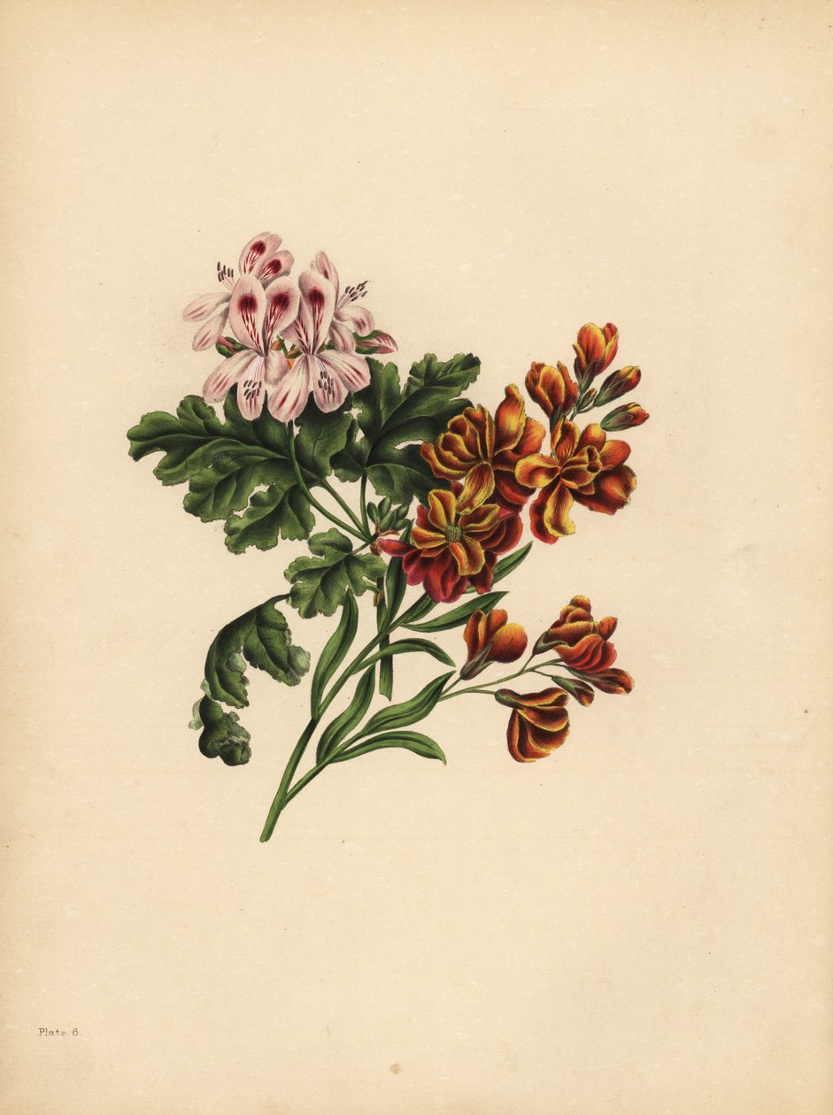 Das Helen-Geranium, Vorliebe; Die Garten-Wandblume, Treue im Unglück von Unbekannt