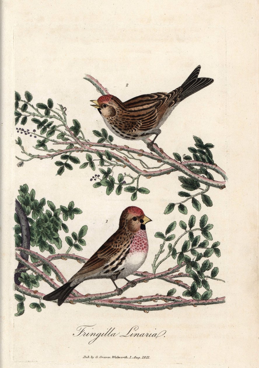 Der Sizerin oder kleine Linotte. Farbige Kupferstich von George Graves in British Ornithology von Unbekannter Künstler