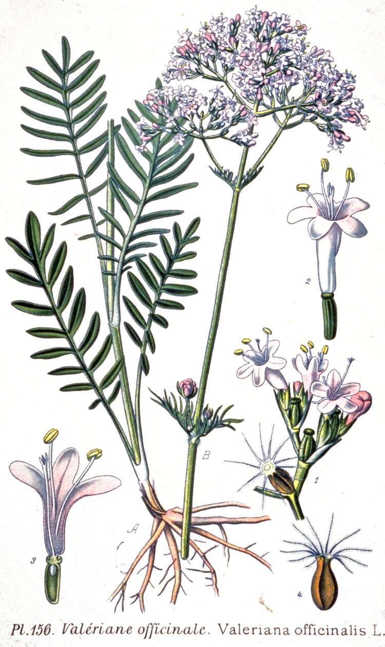 Valeriana officinalis von Unbekannter Künstler