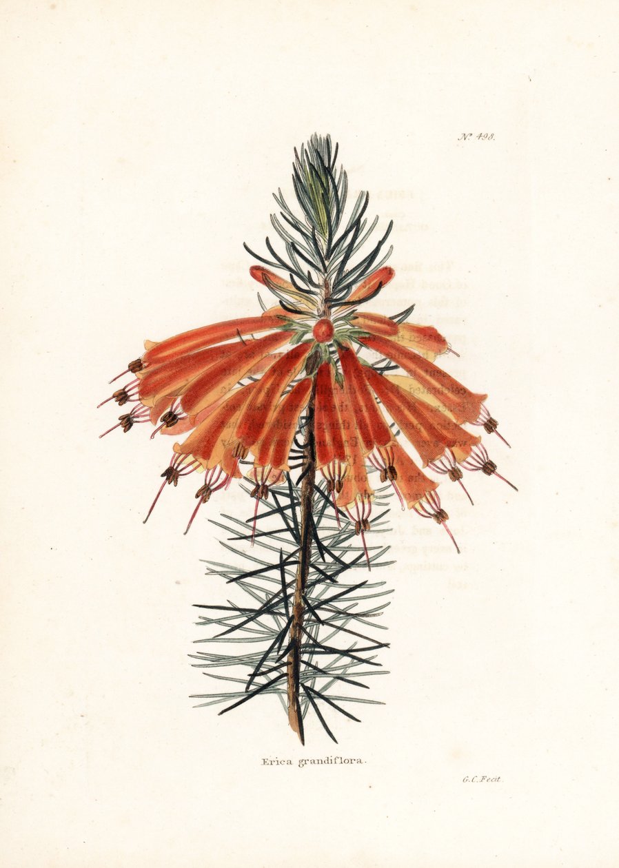 Varietät der Heide - Lithographie von George Cooke, für das britische Magazin Conrad Loddiges Botanical Cabinet (1738-1826) von Unbekannter Künstler