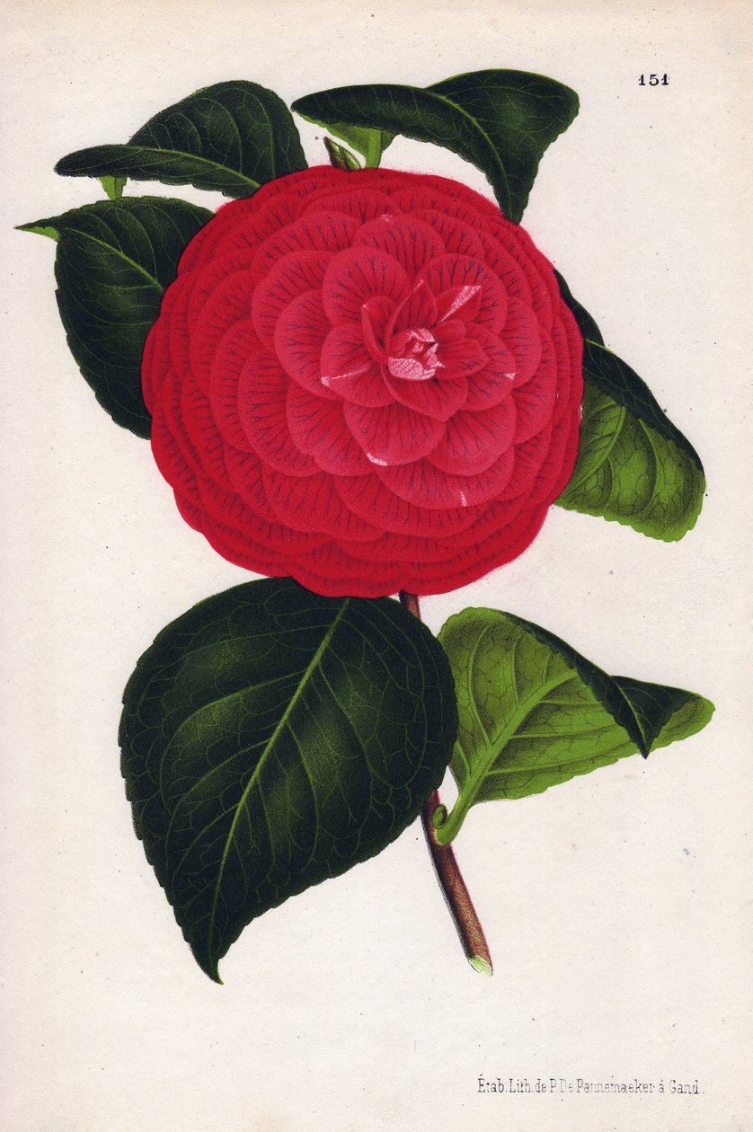 Hybride Kamelien, genannt Marchesa Davia, mit roten Blüten, durchzogen mit Karmesinrot (Chromolithographie von P. de Pannemaeker, aus L