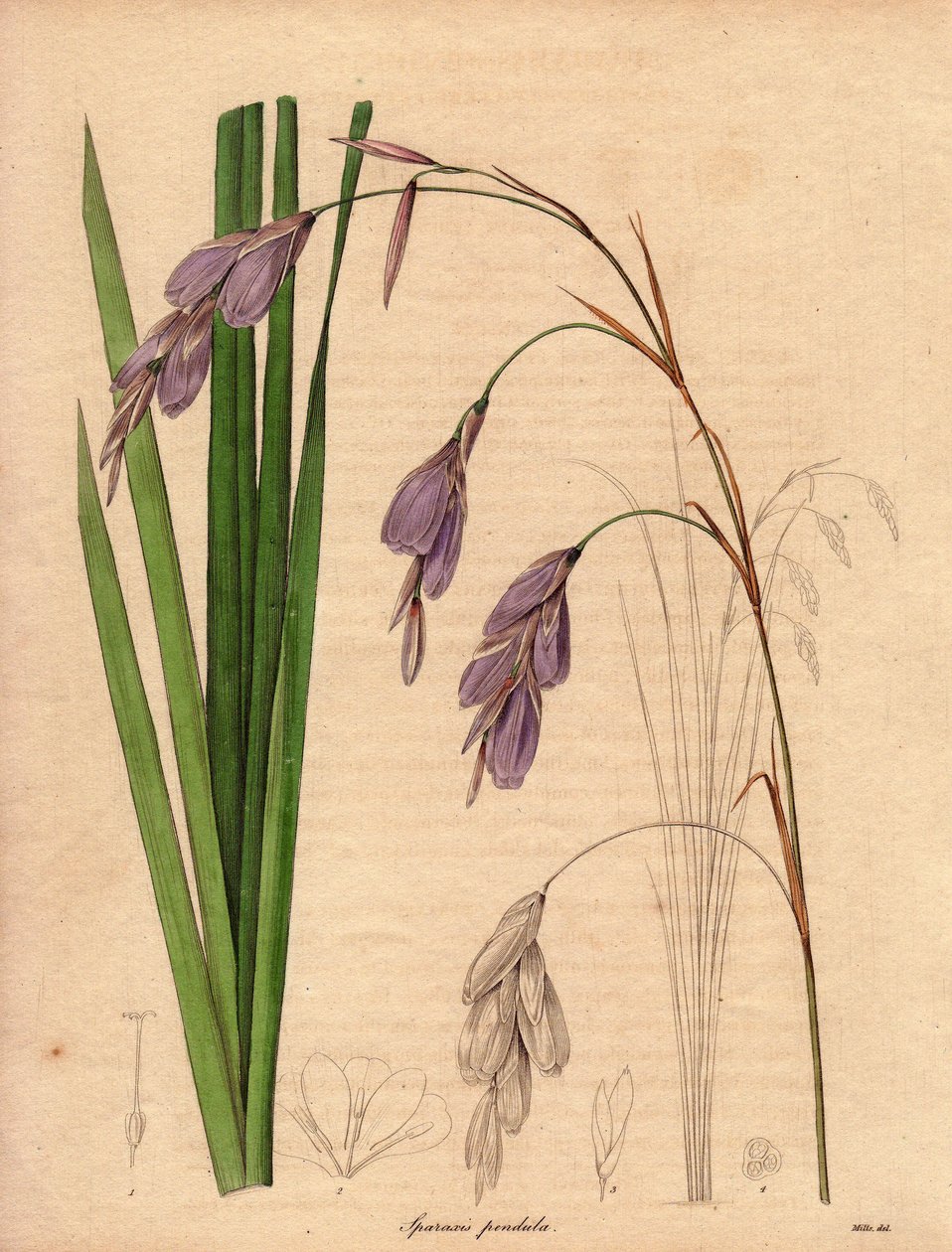 Varietät der Iris (Sparaxis pendula), Harlekinblume. Illustration von R. Mills in The Botanist, Serie von Benjamin Maund von Unbekannter Künstler