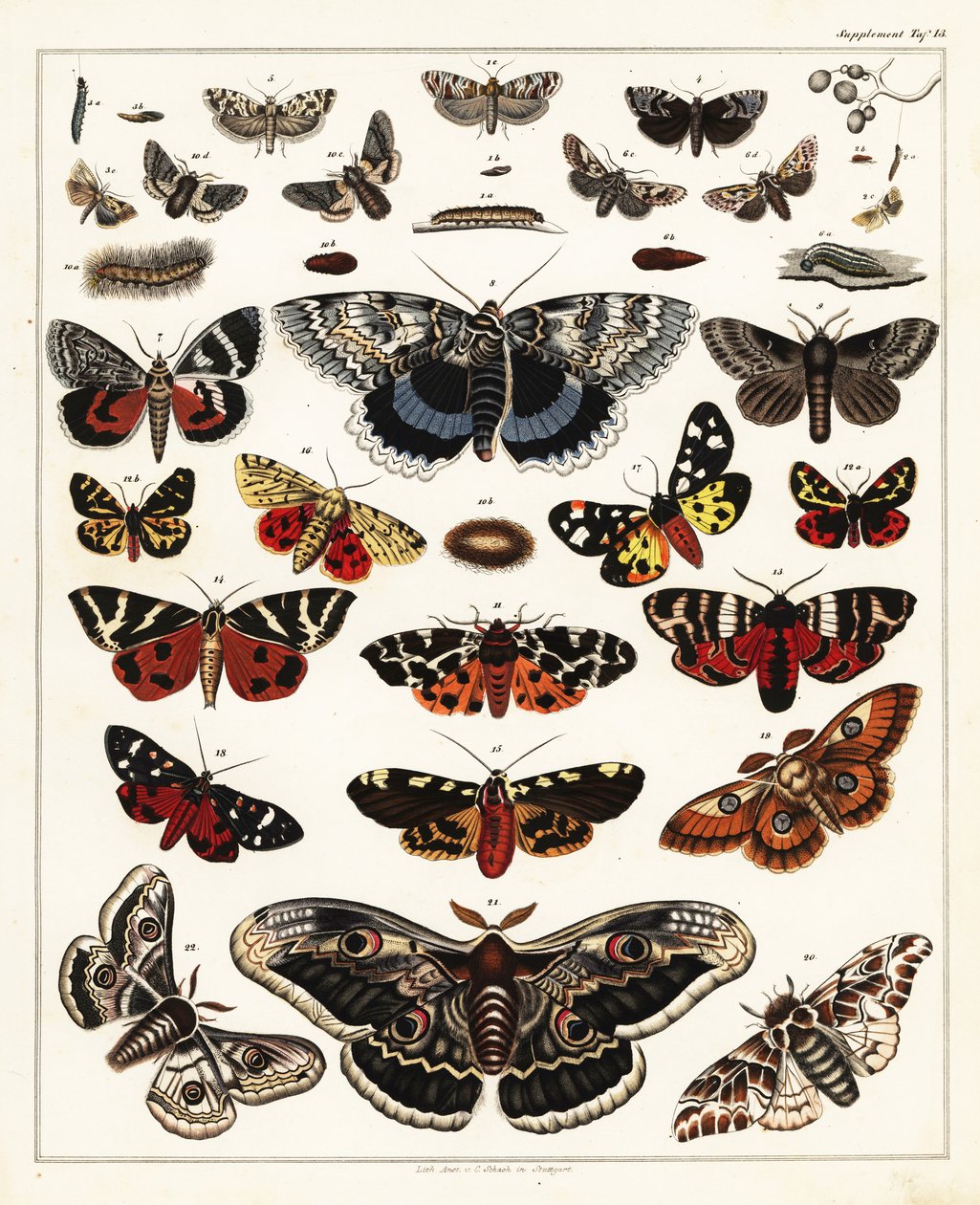 Verschiedene Schmetterlinge, Motten usw. (Lithographie) von Unbekannter Künstler