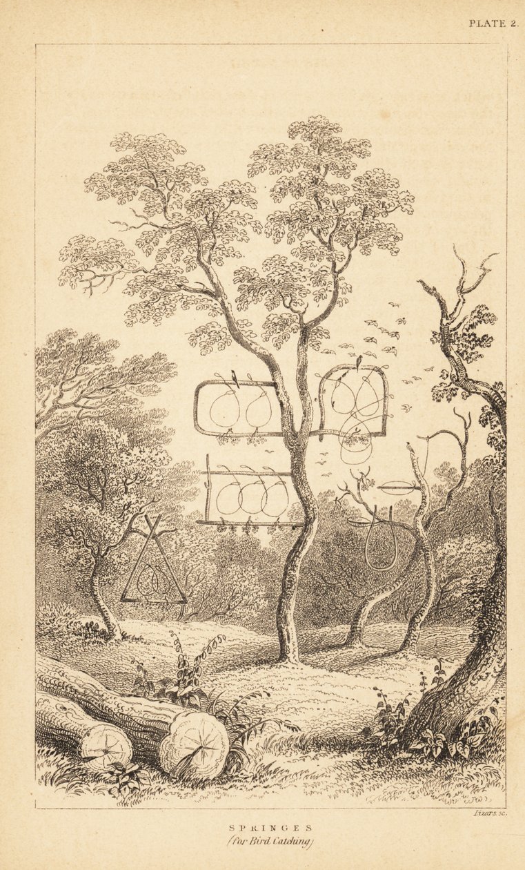 Verschiedene Drahtfallen zum Vogelfangen. 1889 (Gravur) von Unbekannter Künstler
