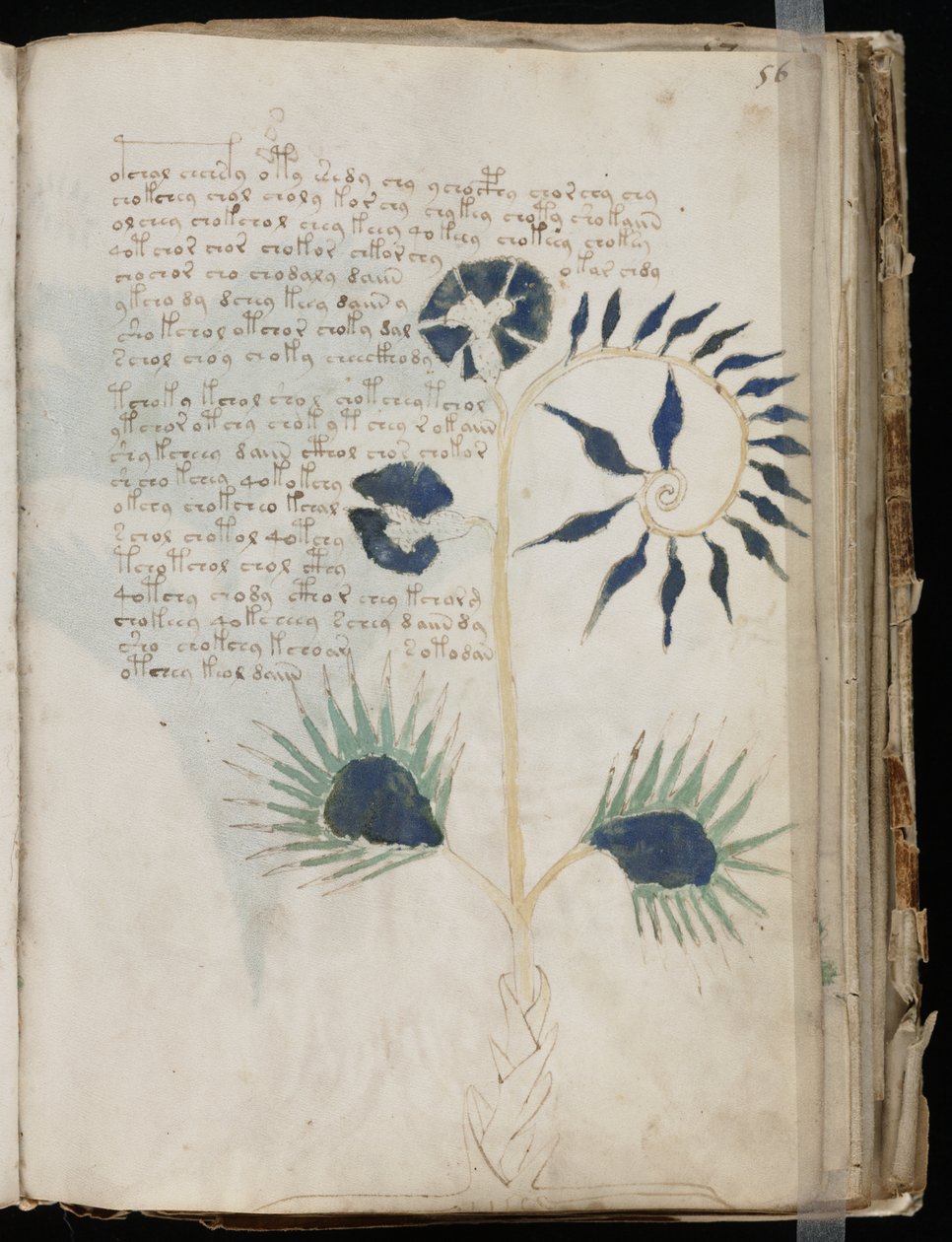 Voynich-Manuskript Folio 56r, ca. 1500 von Unbekannt
