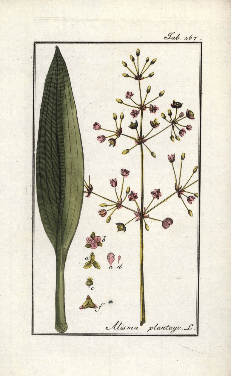 Froschlöffel (Alisma plantago-aquatica). Lithographie aus „Afbeelding der Artseny-Gewassen“ (Herbarium der Heilpflanzen) von Johannes Zorn (1739-1799), Niederlande von Unbekannter Künstler
