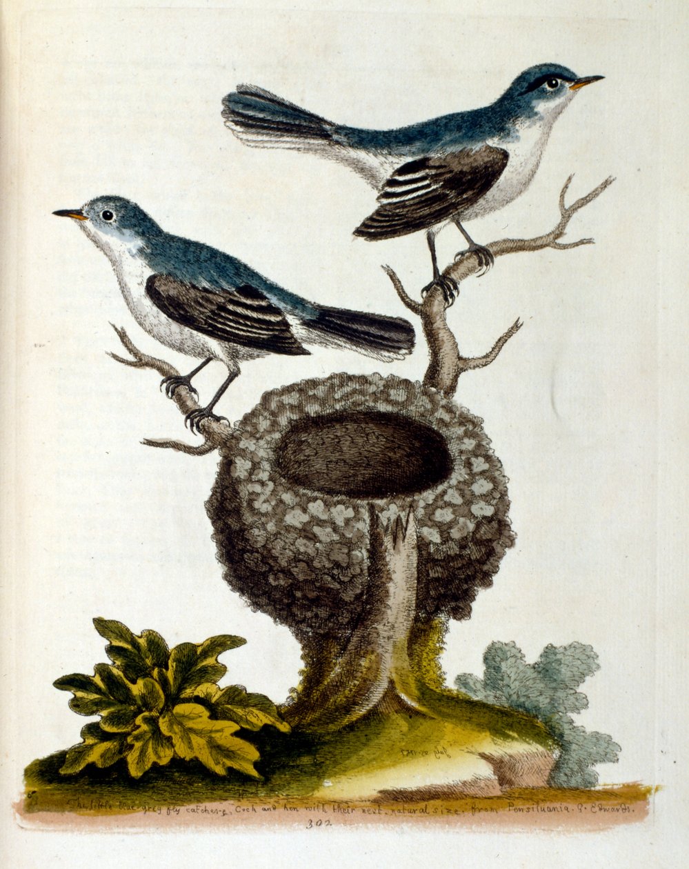 Aquarellillustration aus einem Buch seltener Vögel von G. Edwards 1750. George Edwards (1694-1773) war ein britischer Naturforscher und Ornithologe. Er reiste ausgiebig durch Europa und studierte insbesondere die Naturgeschichte und Vögel. Er erlangte eini von Unbekannter Künstler