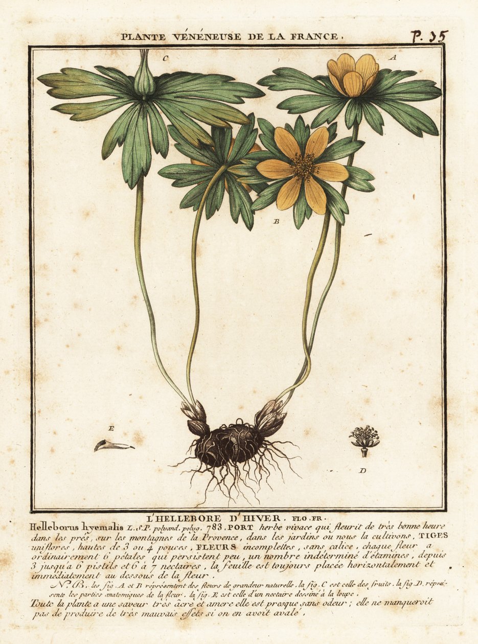 Winterling, Eranthis hyemalis von Unbekannter Künstler