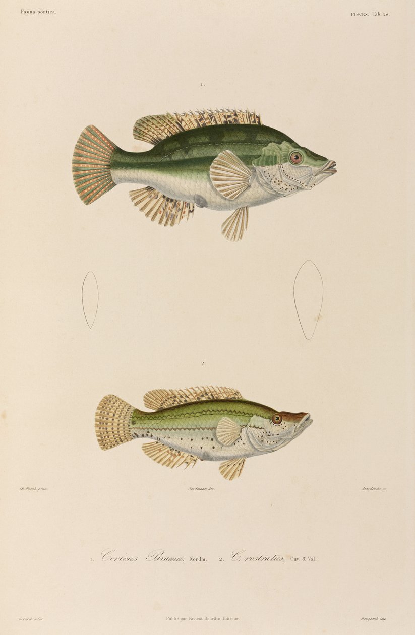 Lippfische, Schwarzes Meer von Unbekannter Künstler