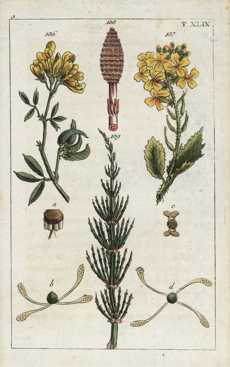 Gelbe Luzerne (Medicago falcata 136), Wilder Rettich (Raphanus raphanistrum 137) und Acker-Schachtelhalm (Equisetum arvense 138/139). Handkolorierte Kupferstichgravur einer botanischen Illustration aus G. T. Wilhelms „Unte von Unbekannter Künstler