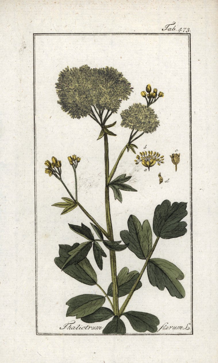 Gelber Wiesenrauten (Thalictrum flavum). Lithographie aus „Afbeelding der Artseny-Gewassen“ von Johannes Zorn (1739-1799), Niederlande von Unbekannter Künstler