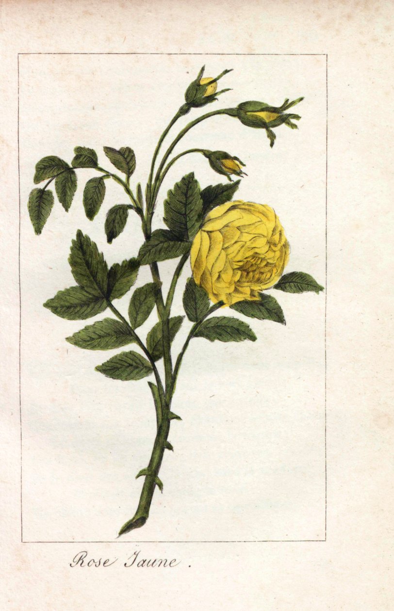 Gelbe Rose, Gelbe Rose, Rosa lutea. Handkolorierte Kupferstich einer Illustration von Miss Prudhomme aus „Hommage rendu a la Rose“, Paris, circa 1815. Ein Geschenkbuch mit der Geschichte der Rose und einem Dutzend botanischer Miniaturen von Unbekannter Künstler