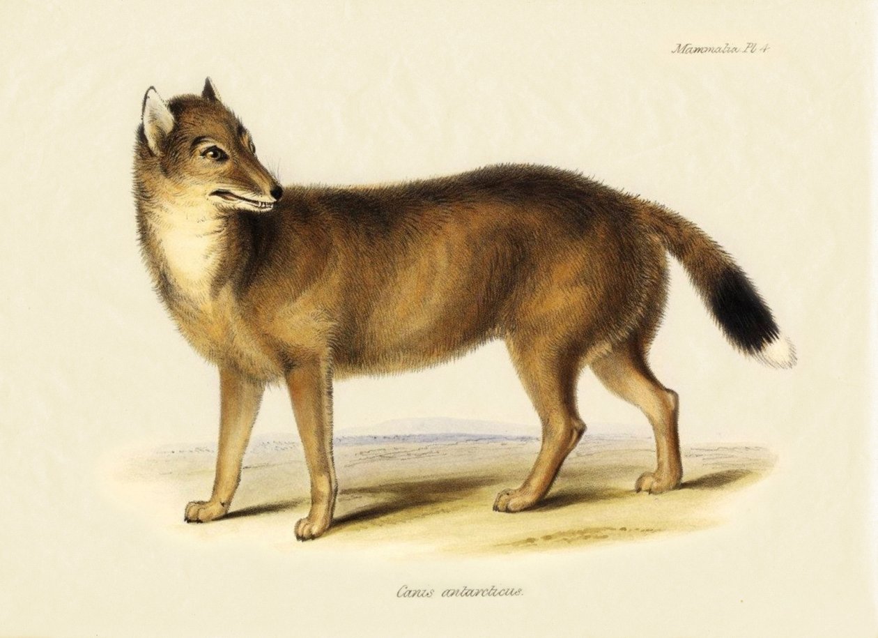 Zoologie: Falklandfuchs (Canis antarticus) beobachtet von Charles Darwin (1809-1882) auf seiner Reise an Bord der Beagle. Tafel aus "The Zoology of the Voyage of H.M.S. Beagle Under the Command of Captain Fitzroy, R.N., during the Years 1832 to 1836" von Unbekannter Künstler