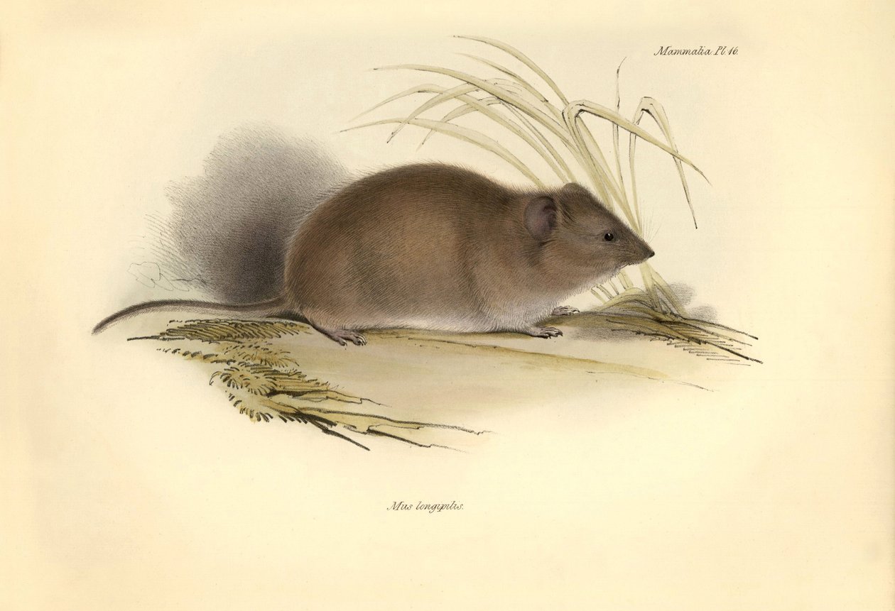 Zoologie: Die „Mus longipilis“ (aus der Familie der Feldratten) beschrieben von Charles Darwin während seiner Erkundungsreise an Bord der Beagle. Tafel aus „The Zoology of the voyage of H.M.S. Beagle under the command of Captain Fitzroy during the years 18 von Unbekannter Künstler