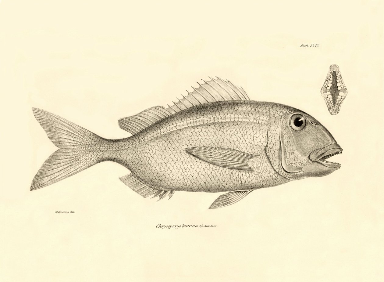 Zoologie: Darstellung des Fisches Chrysophrys taurina, beschrieben von Charles Darwin während seiner Reise an Bord der Beagle. Tafel aus Die Zoologie der Reise der H.M.S. Beagle unter dem Kommando von Kapitän Fitzroy in den Jahren 1832-1836 von Unbekannter Künstler