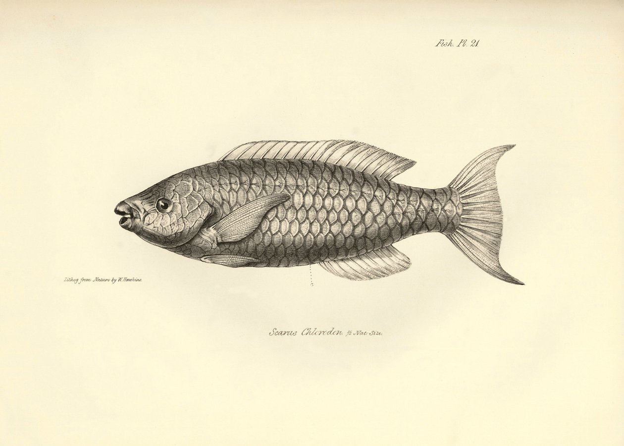 Zoologie: Darstellung des Fisches „Scarus Chlorodon“ beschrieben von Charles Darwin während seiner Reise an Bord der Beagle. Tafel aus „The zoology of the voyage of H.M.S. Beagle under the command of Captain Fitzroy during the years 1832-1836“ von Unbekannter Künstler